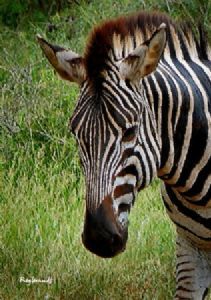 "Zebra Head"
