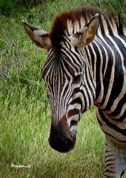 "Zebra Head"