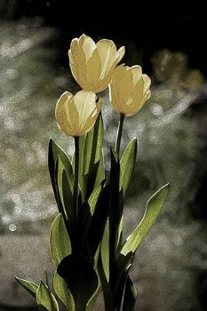 "Tulips - Wisdom (C)"