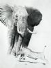 "Confrontation at the waterhole"