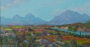 "Cape Vineyards"
