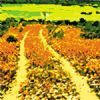 "field of flowers"