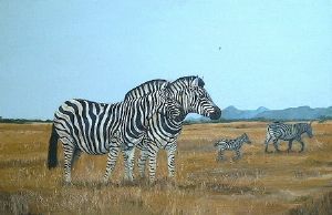"Zebra"