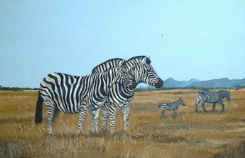 "Zebra"