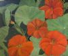 "Nasturtiums "