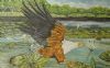 "Fish Eagle"