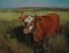 "Cow in Sandveld Landscape"