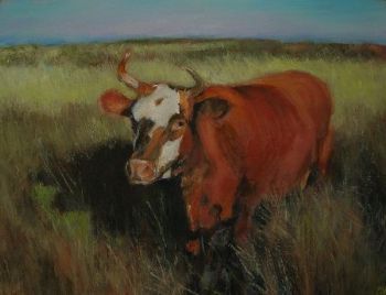 "Cow in Sandveld Landscape"