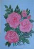 "Pink Roses 2"