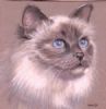 "Blue Eyes"