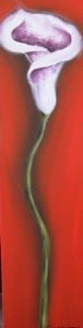 "Single Arum Lily"
