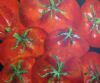 "Tomatoes"