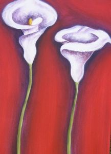 "Arum Liles"