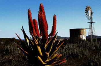 "Inniekaroo"