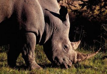 "Rhinoceros"