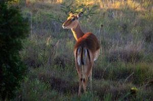 "Impala Ewe"