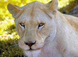 "White Lioness"