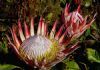 "King Protea Two"