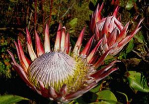 "King Protea Two"