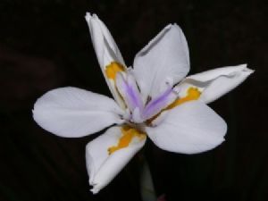 "Iris"