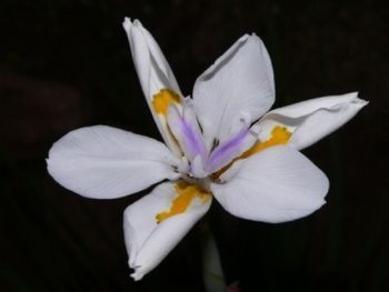"Iris"