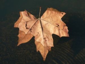"Floating Leaf"