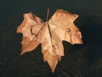 "Floating Leaf"