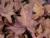 "Autumn"