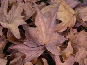"Autumn"