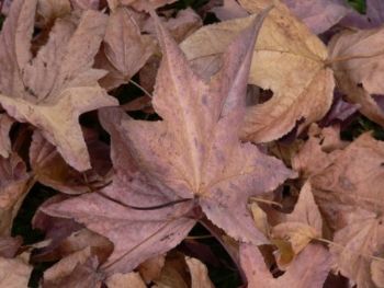 "Autumn"