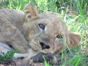 "Lioness"