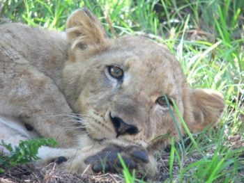 "Lioness"