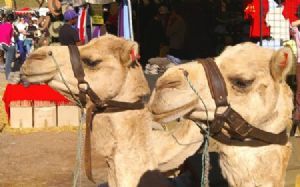 "Camels"