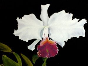 "Orchid"