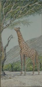 "Giraffe in Kaokoveld - Skeleton Coast"
