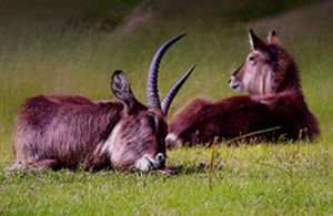 "Waterbuck"