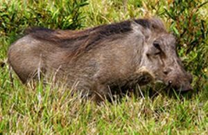 "Warthog"