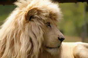 "White Lion"