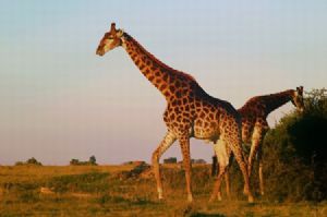 "Giraffes"