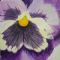 Pansy A
