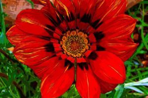 "Daisy"