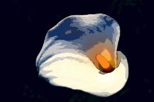 "Lily"