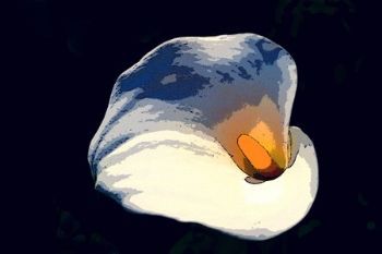 "Lily"