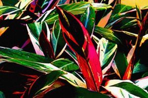 "Kaleidoscope"
