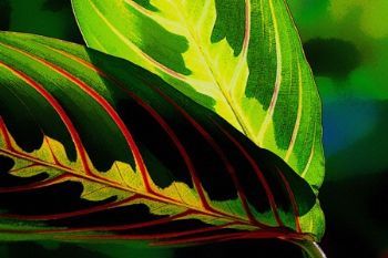 "Prayer Plant"