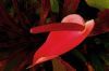 "Anthurium"