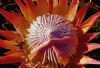 "King Protea Three"