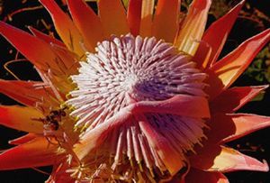 "King Protea Three"