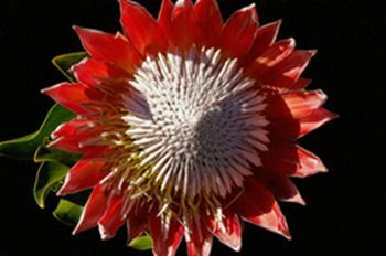 "King Protea"