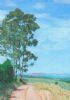 "LT Bluegum, Limpopo"
